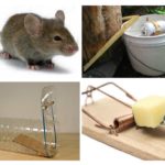 Types de piège à souris