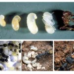 Etapes du développement des fourmis