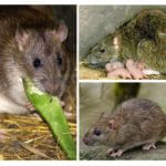 Rat gris