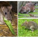 Rat gris