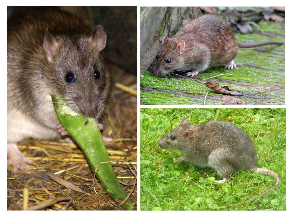 Rat gris