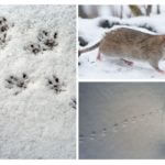 Traces de rats dans la neige