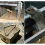 Piège à souris difficile
