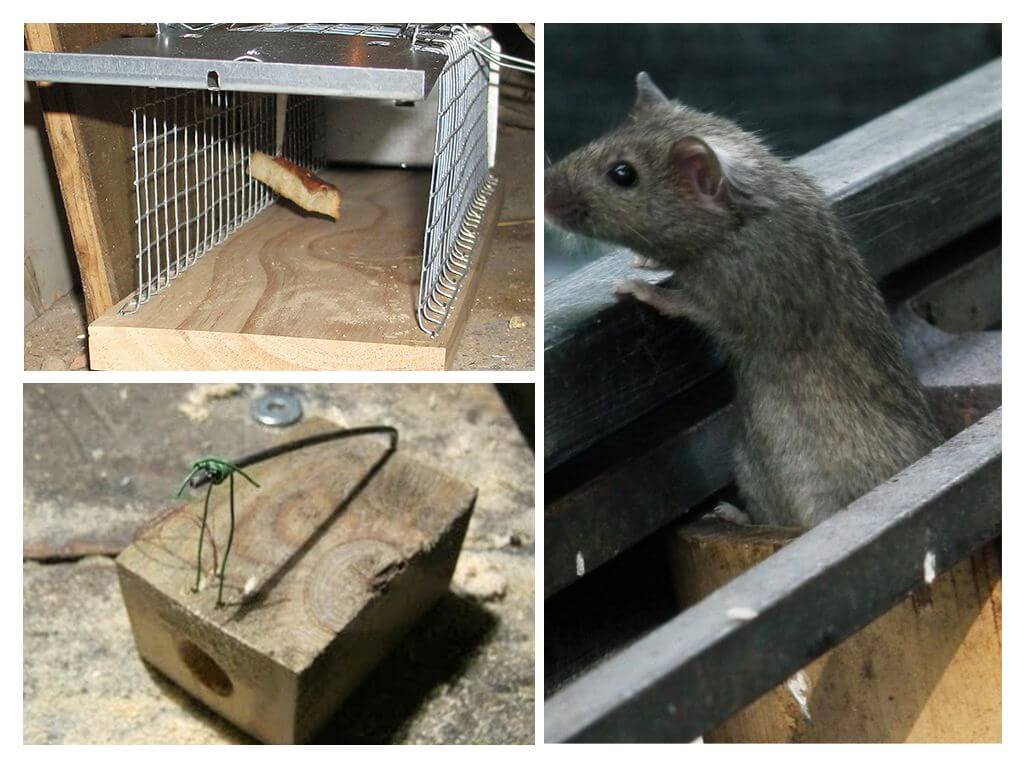 Piège à souris difficile