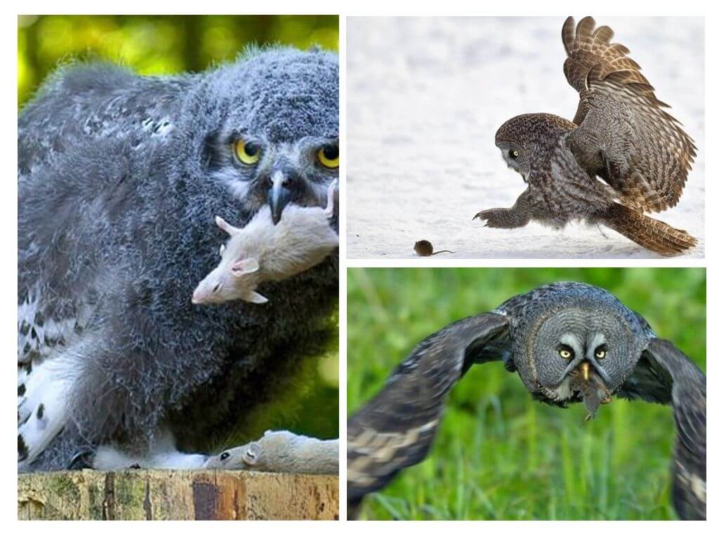 Hibou et souris