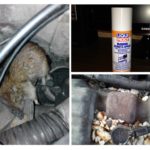 Des rats dans la voiture