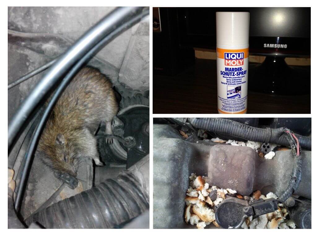 Des rats dans la voiture