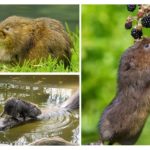 Habitat des rats