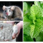 Remèdes populaires pour les souris