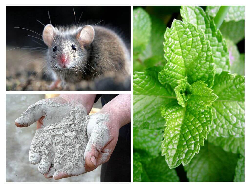 Remèdes populaires pour les souris