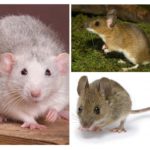 Structure de la souris