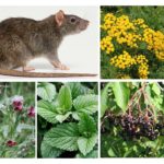 Plantes de rat