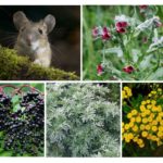 Plantes repoussantes