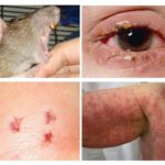 Maladies du rat