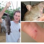 Morsures de rat