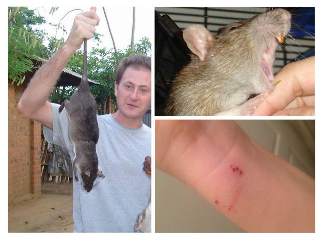 Morsures de rat