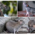 Rats sauvages