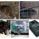 Extermination de rats