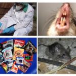 Poison de rat