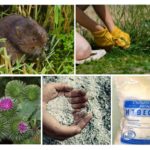 Extermination de rongeurs