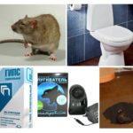 Extermination de rats
