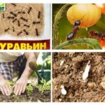 Utilisation d'insecticide