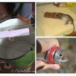 Extermination de rats à la maison