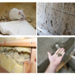 Chauffage et rongeurs