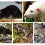 Espèce de rat