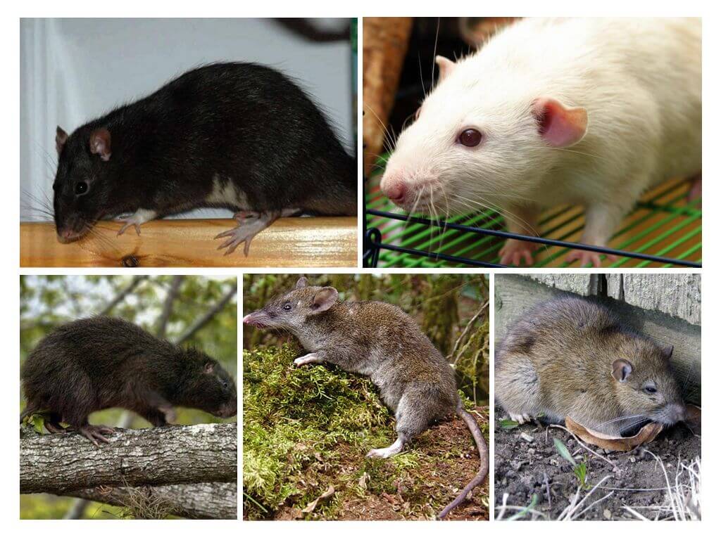 Espèce de rat