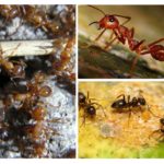 Espèces de fourmis