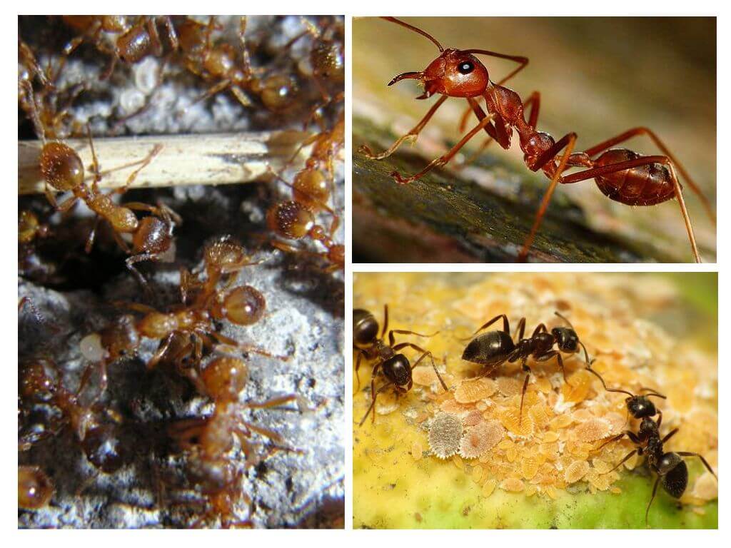 Espèces de fourmis