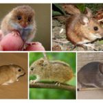 Types de souris