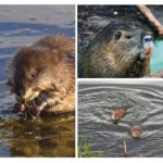 Rat d'eau