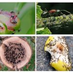 Mal de fourmis