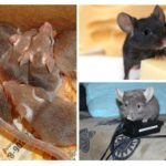 Harm de souris