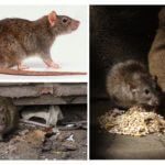 Dommage de rats