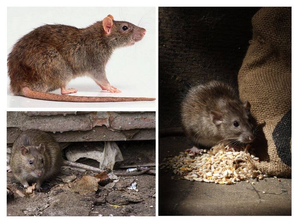 Dommage de rats