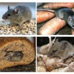 Harm de souris