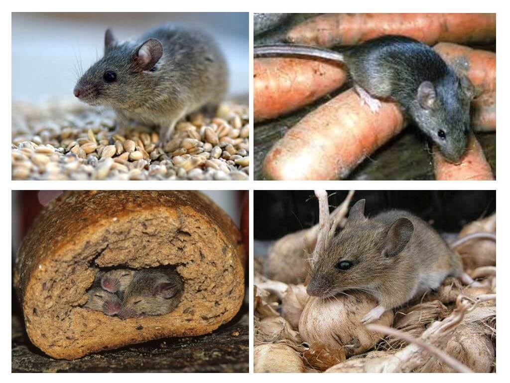 Harm de souris