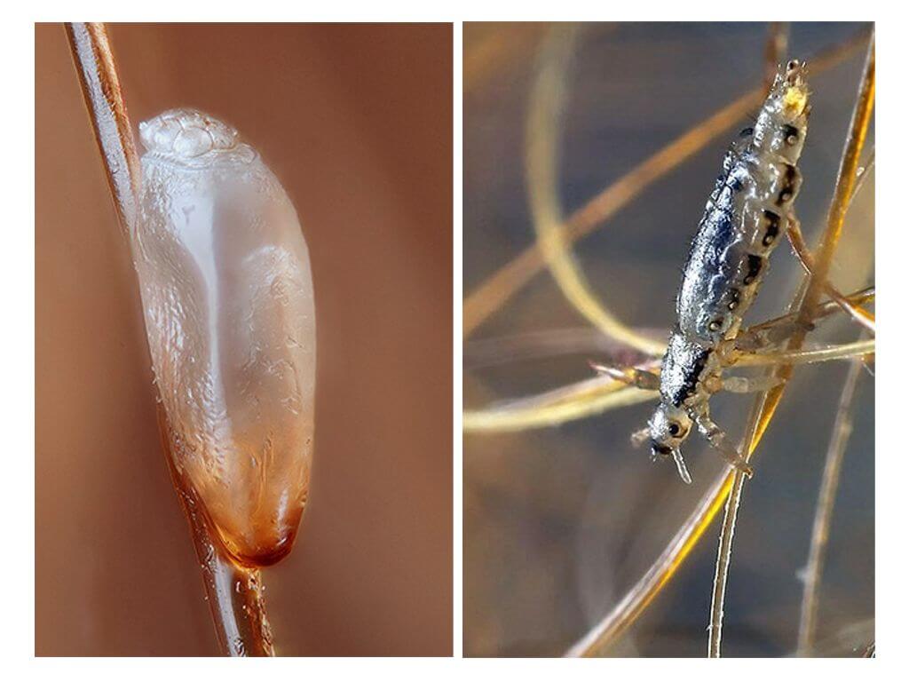 Poux de reproduction
