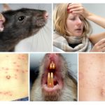 Maladies du rat