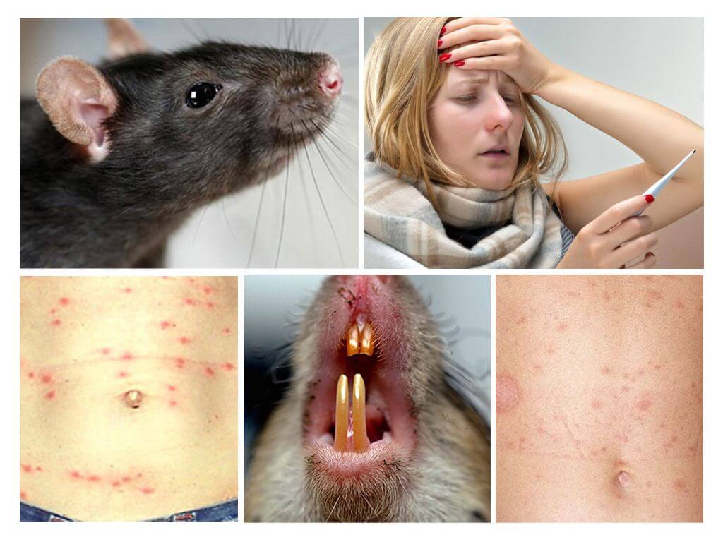 Maladies du rat