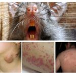 Maladies du rat