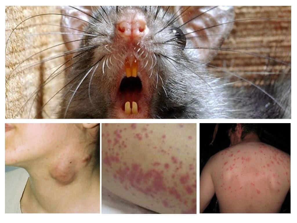 Maladies du rat