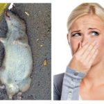 Rat mort