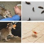 Comment les rats infectent les humains