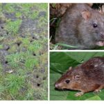 Rat de la terre