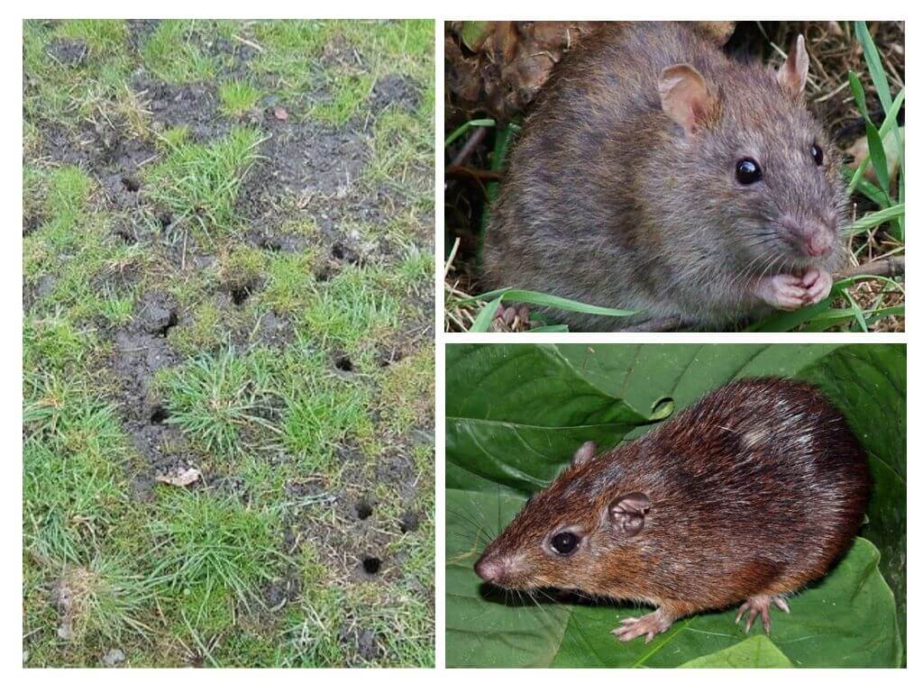 Rat de la terre