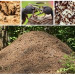 Logement des insectes